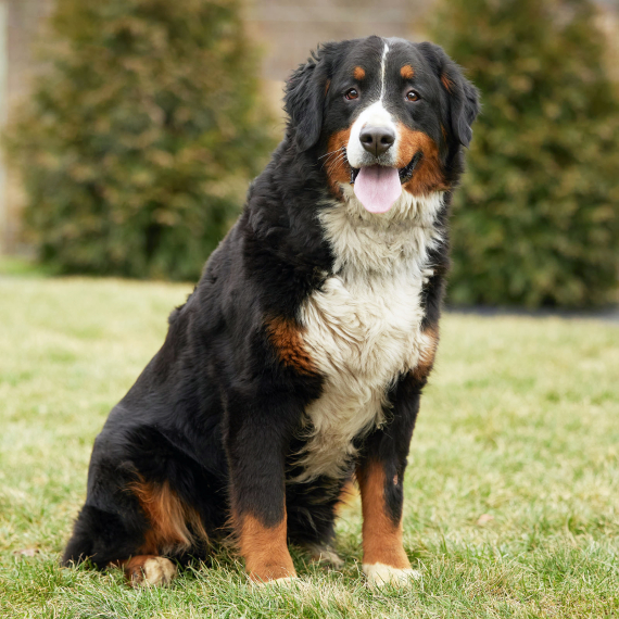 Bernese Mountain Dog