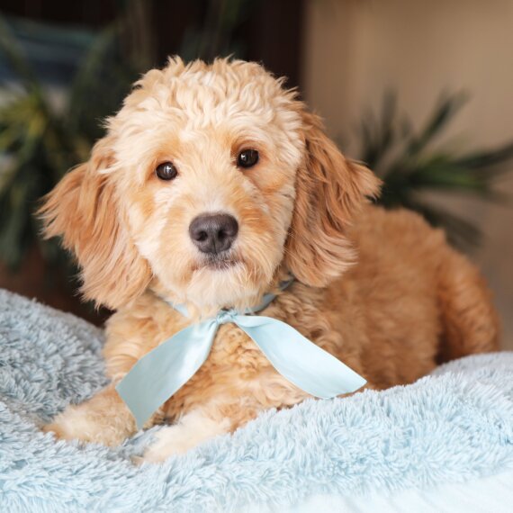 Goldendoodle