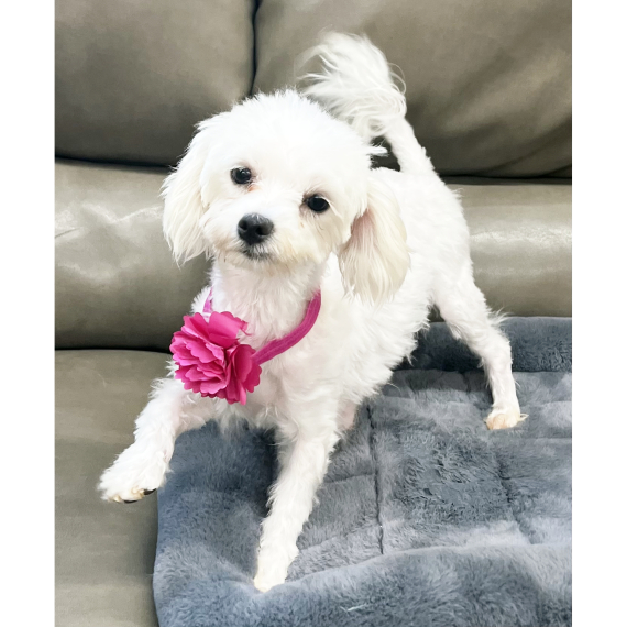 Maltese