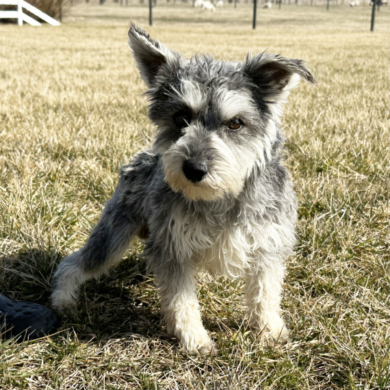 Miniature Schnauzer
