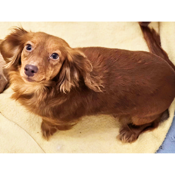 Dachshund