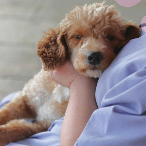 Goldendoodle