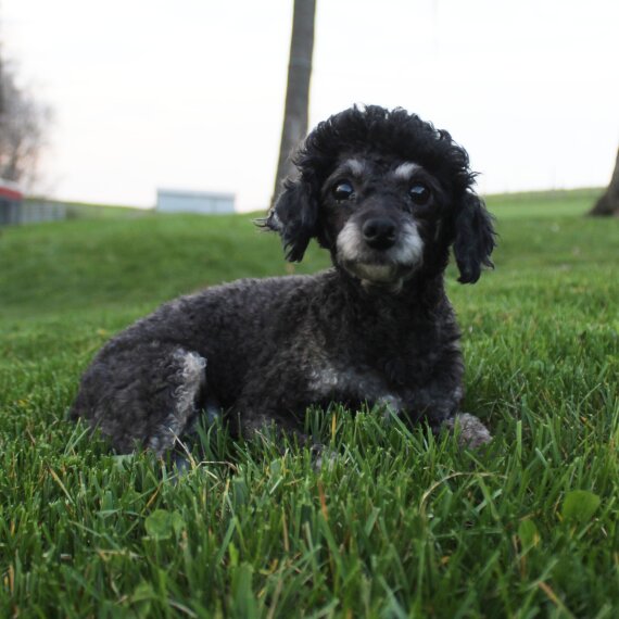 Poodle