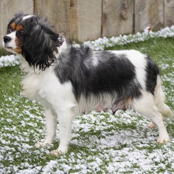 Cavalier King Charles Spaniel