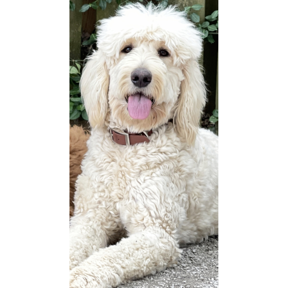 Goldendoodle