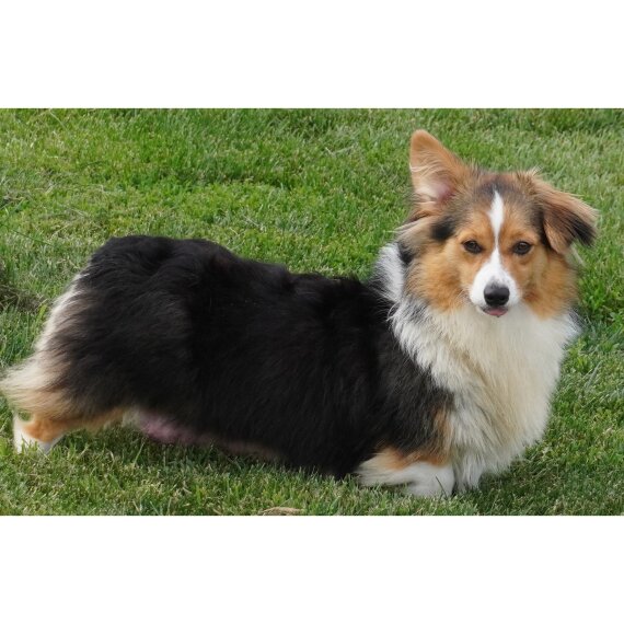 Pembroke Welsh Corgi