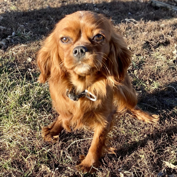 Cavalier King Charles Spaniel