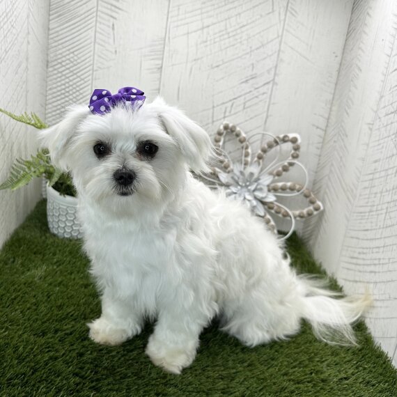 Maltese