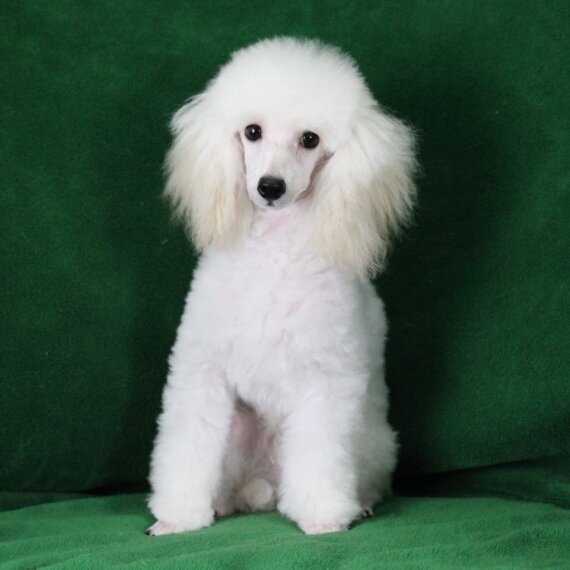 Poodle