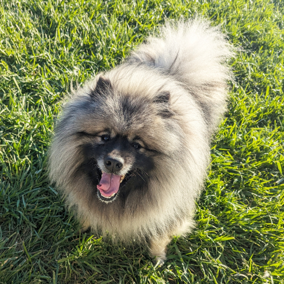 Keeshond