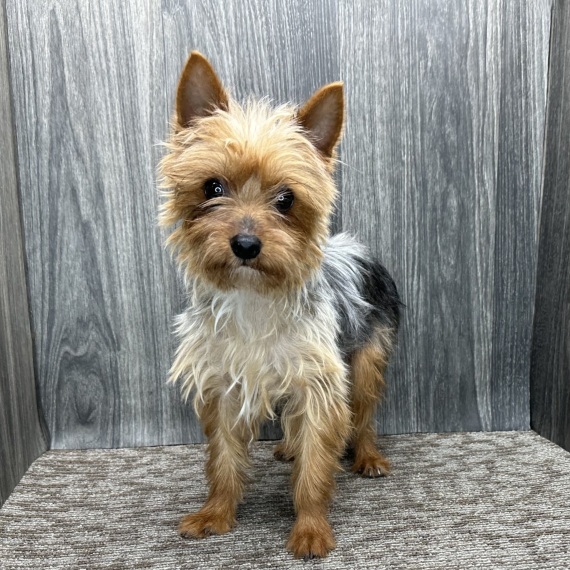 Yorkshire Terrier