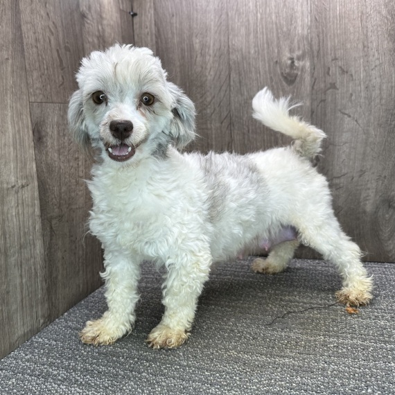 Havanese