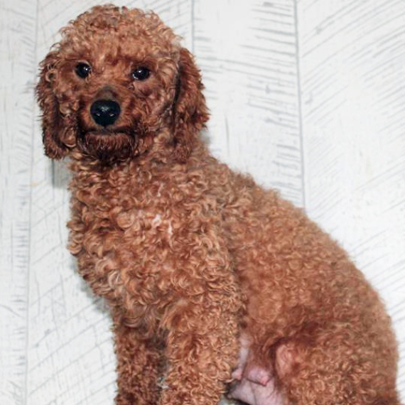 Poodle