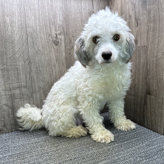 Havanese