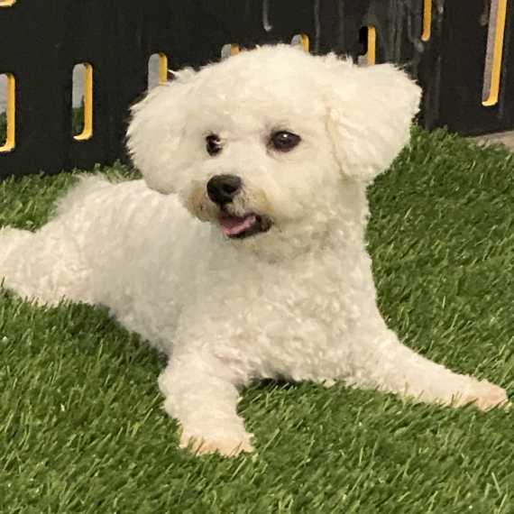 Bichon Frise