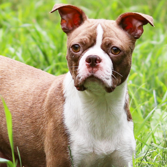 Red Seal Boston Terrier Boston Terrier Breed Dog Pedigree Drawing