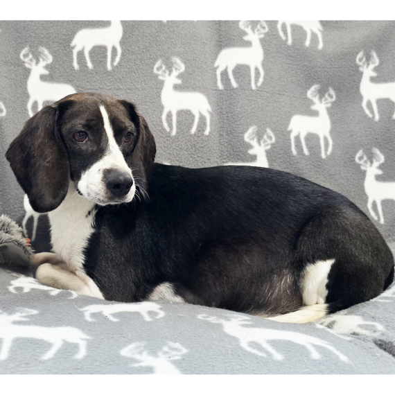 Beagle