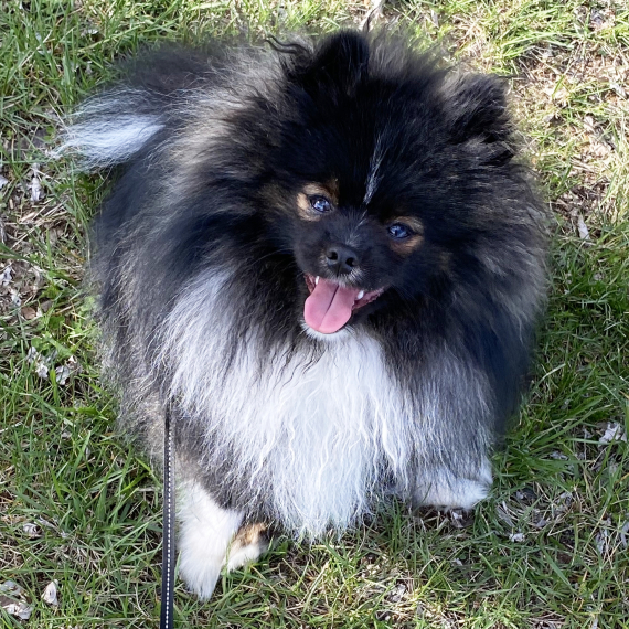 Pomeranian
