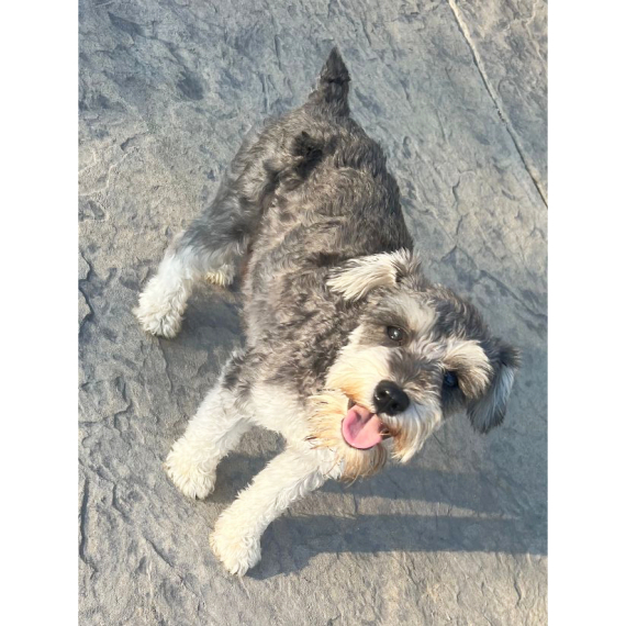 Miniature Schnauzer
