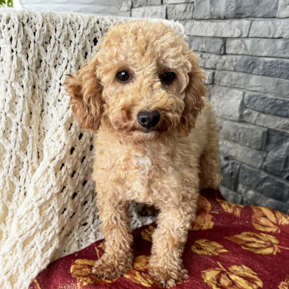 Poodle