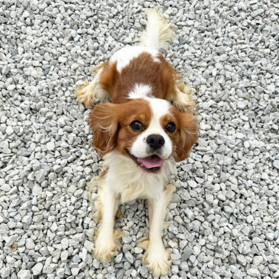 Cavalier King Charles Spaniel