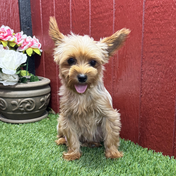 Yorkshire Terrier