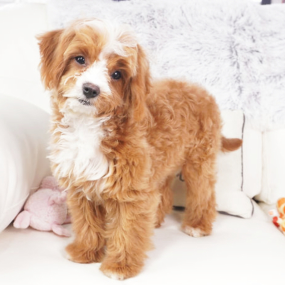 Cavapoo