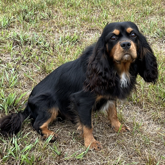 Dawn Cavalier King Charles Spaniel Puppy