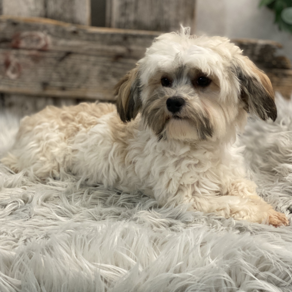 Havanese