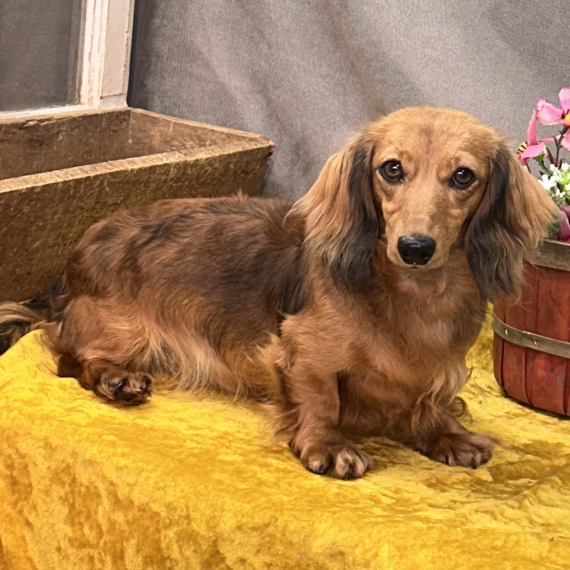 Dachshund