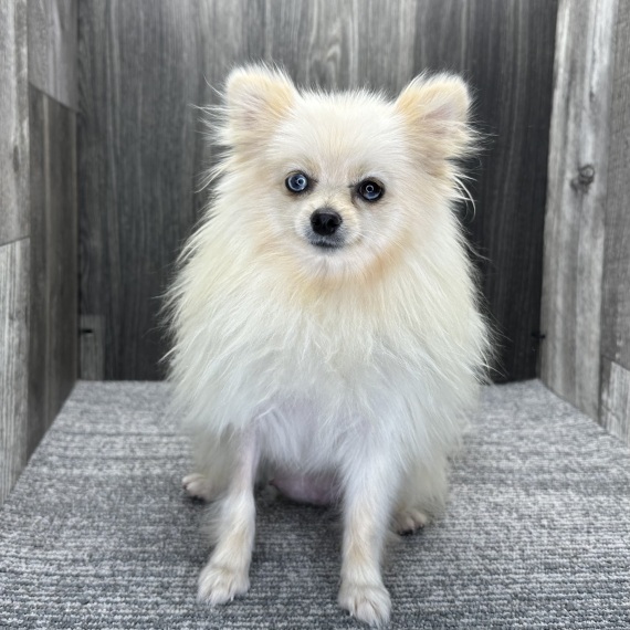 Pomeranian