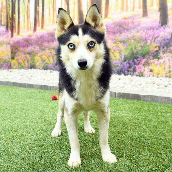Pomsky