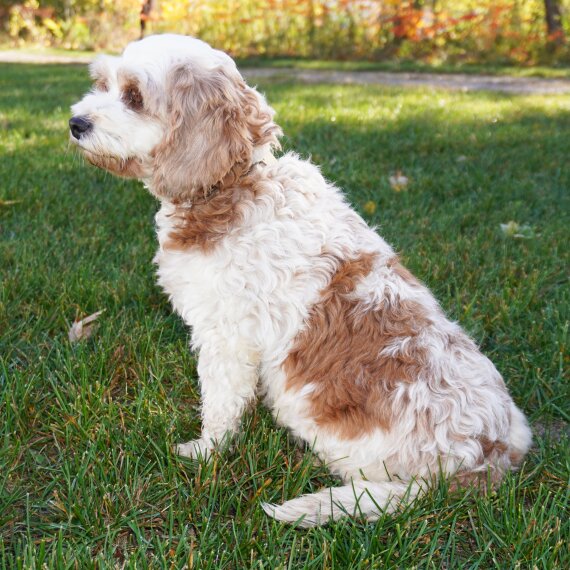 Cavapoo