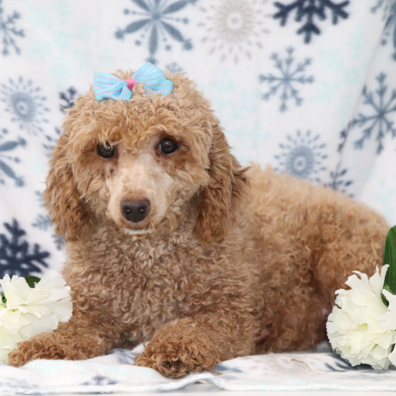 Poodle