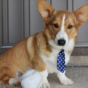 Jax Pembroke Welsh Corgi Puppy 591155 Puppyspot