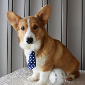 Jax Pembroke Welsh Corgi Puppy 591155 Puppyspot