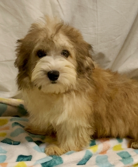 red sable havanese