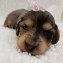 Hawaii Dachshund Puppy 599075 Puppyspot