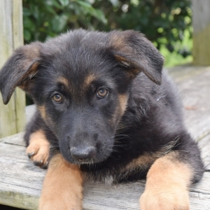 puppyspot cavalier king charles spaniel