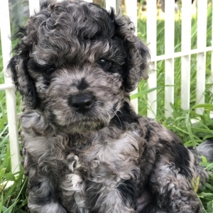 blue merle cockapoo