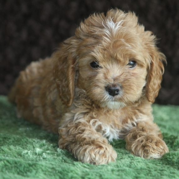black mini labradoodle