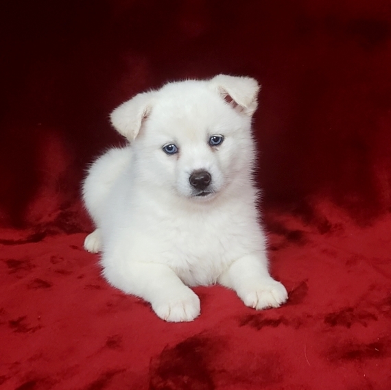 white pomsky with blue eyes