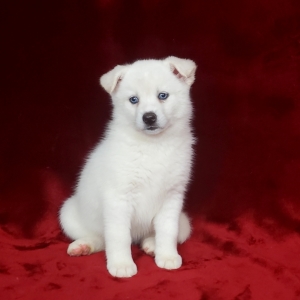 pomsky puppy white