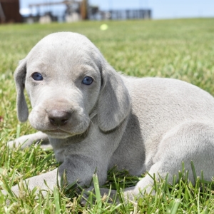 Belle Weimaraner Puppy 604595 Puppyspot Belle Weimaraner Puppy 604595 Puppyspot