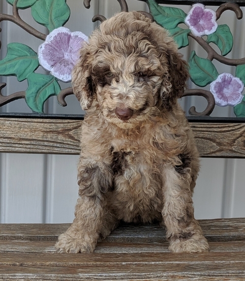 gnaw bones milk bone