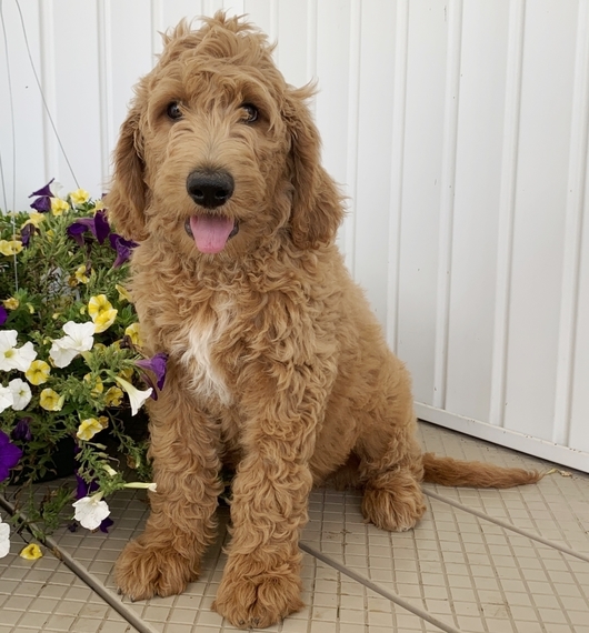 blue merle goldendoodle puppies