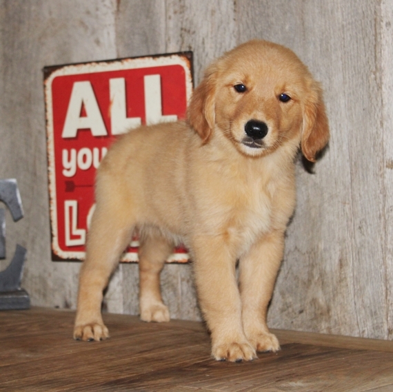 Rusty, a Dark Golden Male Golden Retriever Puppy 606285 | PuppySpot