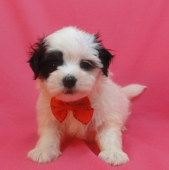 Casey, a Black & White Male Coton de Tulear Puppy 609275 | PuppySpot