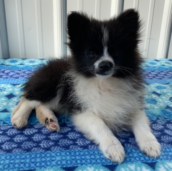 pigeon and bird pet shop