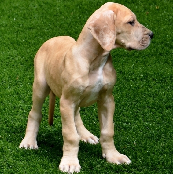 fawnequin great dane puppies